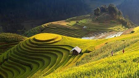 MU CANG CHAI - KHAU PHA PASS - TU LE